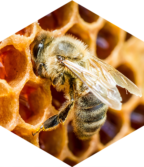 Biene and einer Honigwabe